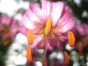 ����������� 446