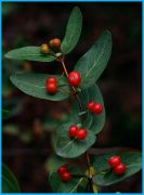 �� ���-���������� �������