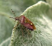  Dolycoris baccarum