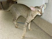 ���������� ���������