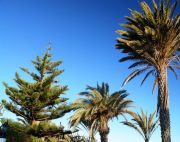 some other trees on the island mixed with palms)