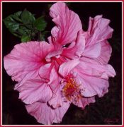 Hibiscus