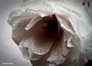 Bild 070aa