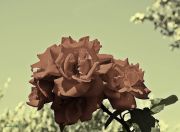 IMG 0213aaa