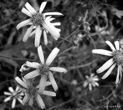 DSCN2837a1a