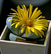 Lapidaria margaretae