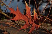 Bild 148aa
