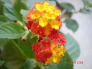 Lantana camara