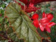 Begonia corallina