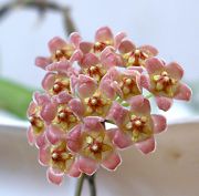 Hoya David Cumingii