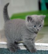 Cat 19  