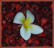 Frangipani