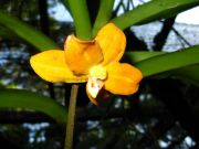   Dimorphorchis rossii