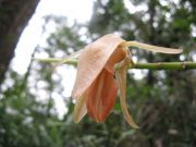 oelogina cuprea