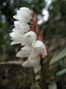 Pholidota clemensii