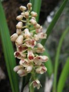 Eria robusta