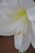 Amaryllis