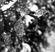 P1070084aa