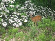 bambi is soo cute
