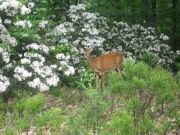 bambi