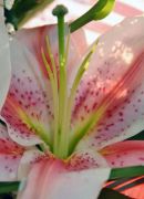 Lilium