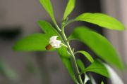 Leaves