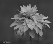 Bild 050aa