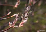 IMG 4261aa