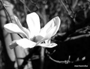 IMG 4563aa