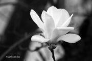 IMG 4622aa