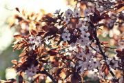 IMG 4376aa
