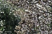 IMG 4375aa