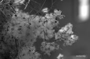 IMG 4031aa