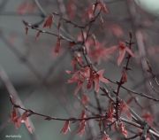 IMG 3986aa