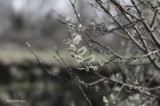 IMG 3989aa