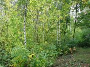 Березовая роща