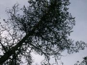 Picture0-099