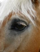 У лошадей бывают грустными глаза