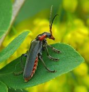   Cantharis fusca