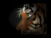 Tiger 13 