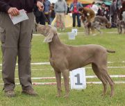 INDABAS SACAJAWEA V SILVERSTREAK JESPER