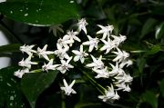 Hoya multiflora