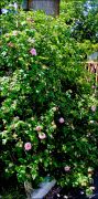 DSCF0049