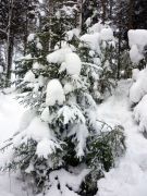 Куржак