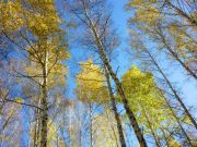 Небо сквозь кроны берез