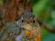  Erithacus rubecula