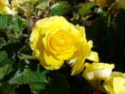 DSCF1279