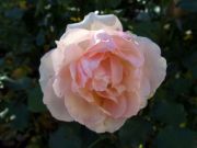 DSCF1295