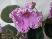 PB020315