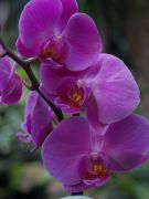 phalaenopsis 3